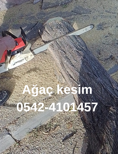 ağaç kesim işi